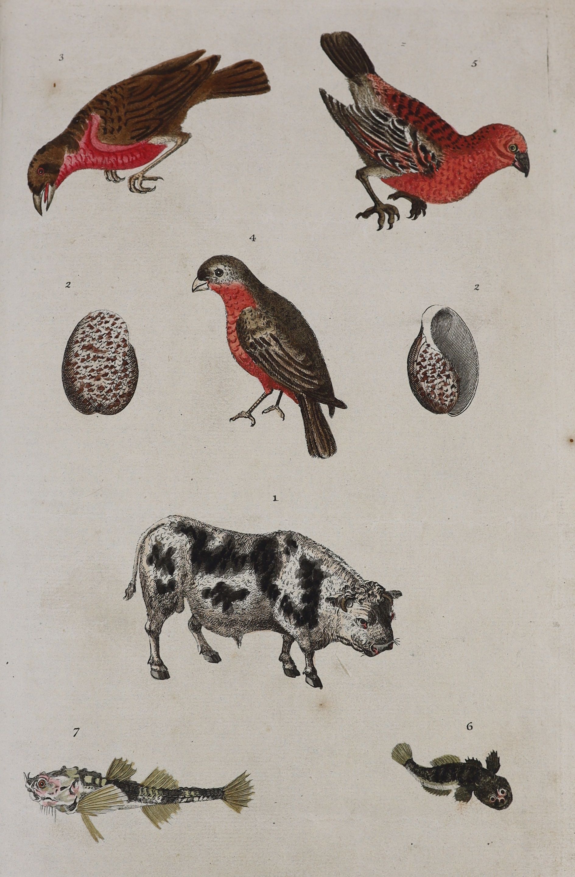 [Mavor, William Fordyce] - Martyn, William Frederick] - A New Dictionary of Natural History; or, Compleat Universal Display of Animated Nature, 2 vols. in one, folio, calf, with 100 (TO BE VERIFIED) hand-coloured engrave